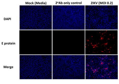 pan-flavivirus antibody clone 4g2|clone d1 4g2.